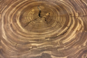 Photo-Oct-03-2-43-21-PM-e1490732409498-Interesting-wood-photo Photo-Oct-03-2-43-21-PM-e1490732409498-Interesting-wood-photo